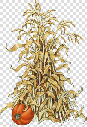 Fall Corn Stalk Clip Art  HD Png Download