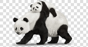 Panda  Telus Hand Down Smartphones Mobility Telusm   Real Pandas Png  Transparent Png