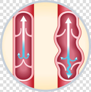 Valves In Veins Gif  HD Png Download