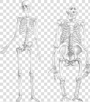 From Wikipedia  The Free Encyclopedia   Monkey And Human Skeleton  HD Png Download