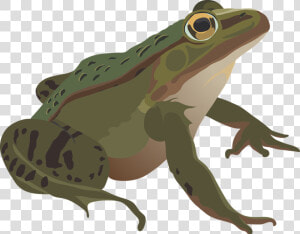 Frog  Green  Amphibian  Animal  Nature  Wildlife  Eye   Anfibios Png  Transparent Png