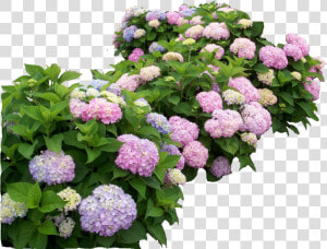 Hydrangea Endless Summer Original  HD Png Download