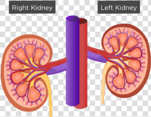 Kidney The Urinary System  HD Png Download