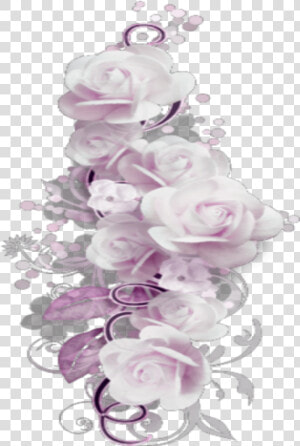  mq  pink  roses  borders  border   Garden Roses  HD Png Download