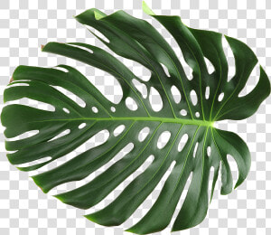 Monstera Deliciosa  HD Png Download