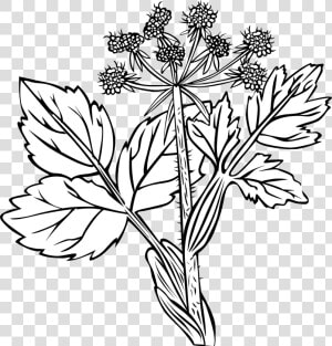 White Snakeroot Plant Drawing  HD Png Download