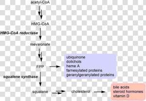 Mevalonate Pathway Branching At Fpp   Farnesyl Diphosphate Farnesyltransferase  HD Png Download