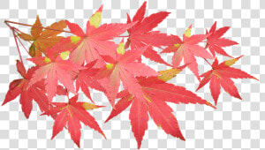 Leaves  Maple  Branch  Autumn  Fall  Nature  Tree   Japanese Maple Leaves Transparent  HD Png Download