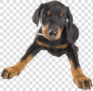 Doberman Puppy   Doberman Puppy Transparent Background  HD Png Download