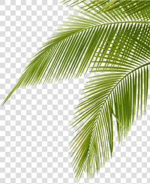 Frond Arecaceae Coconut Leaf Leaves Free Hd Image Clipart   Coconut Leaves  HD Png Download