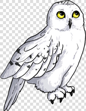 Screech owl  HD Png Download