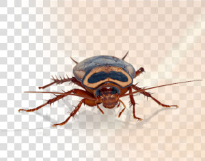 Transparent Pest Png   Big Are Roaches In Texas  Png Download