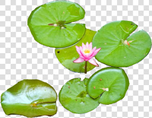 Download Water Lily   Water Lily Top Png  Transparent Png