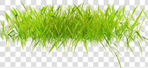 【音画素材】png花朵、栅栏素材（103）   玫瑰夫人     Transparent 3d Grass Png  Png Download