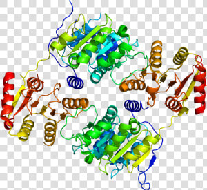 Protein Ddx19b Pdb 3ews   Protein Data Bank  HD Png Download