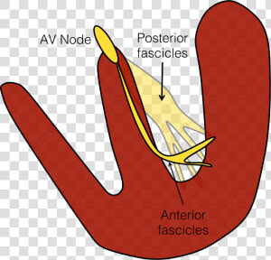 Left Posterior Fascicle Anatomy  HD Png Download