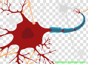 Detailed Structure Of Neuron  HD Png Download