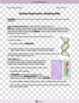 Transparent Dna Strand Png   Cell Division Gizmo Answer Key  Png Download