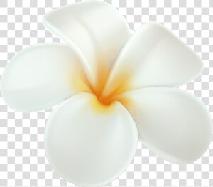 Plumeria Png Clip Art   Plumeria Clipart Png  Transparent Png