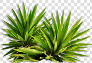 Shrub  Bushes Png Transparent Images   Plants Png  Png Download