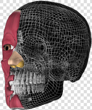 Skull 3d  Anatomy  Anatomy 3d   3d Head Anatomy Illustrations  HD Png Download