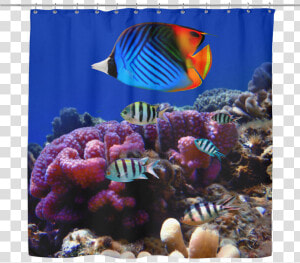 Sea Life 03 Tropical Fish Shower Curtain   Andaman And Nicobar Islands Biodiversity  HD Png Download