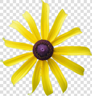 Yellow Flower  Rudbeckia  Flower  Black eyed  Yellow   African Daisy  HD Png Download