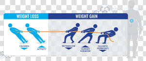 Obesity Hormones  HD Png Download