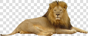 Lion Png Photoscape Editor Manipulation Friends King   Lion In Top Hat  Transparent Png