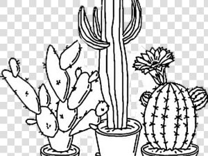 Drawn Cactus Tumblr Transparent   Cactus Drawing Transparent  HD Png Download