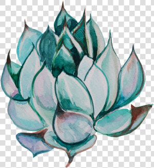 Cute Hand painted Succulents Transparent   Transparent Watercolor Succulent Png  Png Download