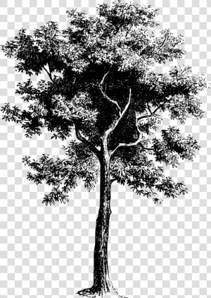 Tree Png Black And White   Vector Tree Black And White Drawing  Transparent Png