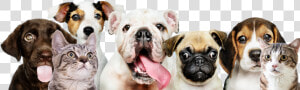 5 Barking Dogs  HD Png Download