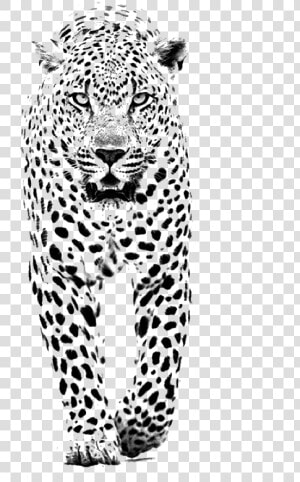 And Jaguar Panther Leopard Tiger Lion Black Clipart   Black And White Spot Animals  HD Png Download