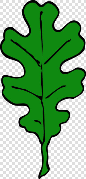 Forest  Oak Leaf  Green  Leaf  Tree  Leaves  Oak   Oak Leaf Clip Art  HD Png Download