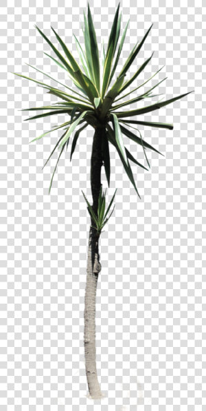  palmtree  yucca  desertplant  tropical  plant  nature   Desert Plant Png  Transparent Png