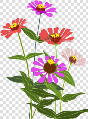 Cosmos Flower Clipart Png  Transparent Png