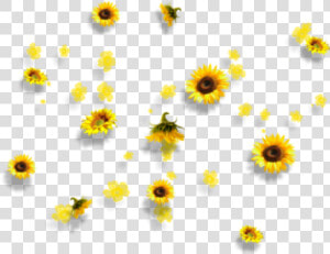 Yellow Flowers Aesthetic Tumblr Falling Clipart   Png   Aesthetic Sunflower Transparent Background  Png Download