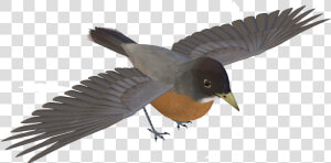 European Swallow  HD Png Download