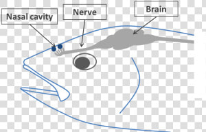 Nasal Cavity In A Fish  HD Png Download
