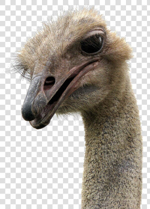 Ostrich Png   Running Highway Mad Ostrich  Transparent Png