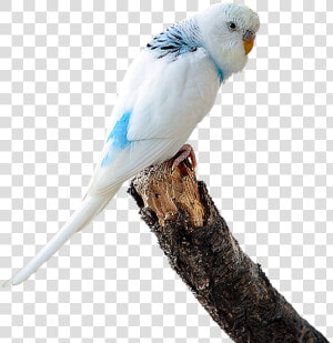 Image Cropped  Parakeet White  Budgie  Bird  Ave   Budgie Gif Transparent Background  HD Png Download