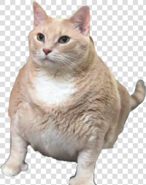  fatcat Fat Cat Sticker Fatcat  freetoedit   Chonk Cat With Thumbs  HD Png Download