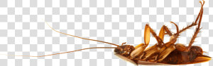 Cockroach On Back   Dead Cockroach  HD Png Download