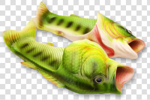 Perch  HD Png Download