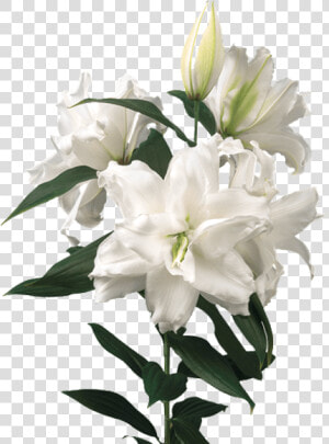 Lily Roselily Dejima  HD Png Download