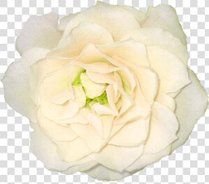 White Rose Png Clipart Background   White Ivory Flowers Png  Transparent Png