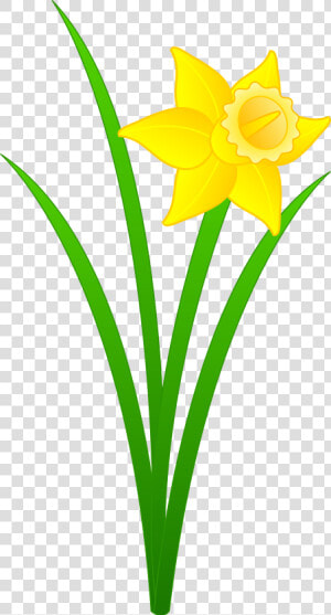 Top 91 Daffodil Flower Clip Art   Daffodil Clipart  HD Png Download