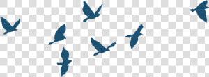 Pigeon Clipart Letter Gif   Bird Gif Animation Png  Transparent Png