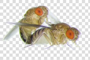 Fruit Fly Png   Fruit Flies  Transparent Png